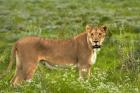 Lioness, Etosha National Park, Namibia