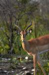 Male Black-faced impala, Etosha National Park, Namibia