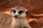 Meerkat, Tiras Mountains, Southern Namibia