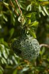 Nest of Southern masked weaver, Etosha NP, Namibia, Africa.