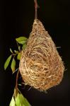 Nest of Southern masked weaver, Etosha National Park, Namibia