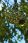 Southern masked weaver nest, Etosha NP, Namibia, Africa.