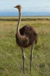 Ostrich, Etosha National Park, Namibia