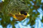 Southern Masked Weaver at nest, Etosha National Park, Namibia