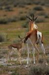 Springbok fawn and mother, Etosha NP, Namibia, Africa.