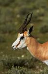 Springbok, Antidorcas marsupialis, Etosha NP, Namibia, Africa.