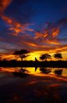 Sunrise, Okaukuejo Rest Camp, Etosha National Park, Namibia