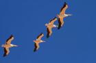 White Pelicans in the sky, Sandwich Harbor, Namibia