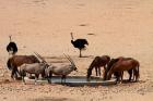 Wildlife at Garub waterhole, Namib-Naukluft NP, Namibia, Africa.