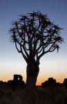 Quiver Tree Forest, Kokerboom at Sunset, Keetmanshoop, Namibia