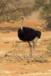 Sossusvlei Male Ostrich, Namib-Naukluft National Park,  Namibia