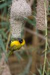 Male Masked Weaver Building a Nest, Namibia