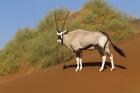 Oryx, Namib-Naukluft National Park, Namibia