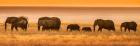 Etosha National Park, Namibia, Elephants Walk In A Line At Sunset