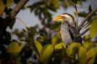 Etosha National Park, Namibia, Yellow-Billed Hornbill Perched In A Tree