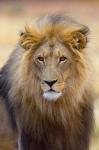 Male Lion at Africat Project, Namibia