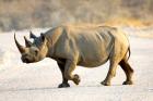 Black Rhinoceros, Namibia