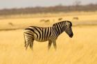 Zebra in Golden Grass at Namutoni Resort, Namibia