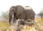 African Elephant and Zebra at Namutoni Resort, Namibia