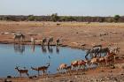 Africa, Namibia, Etosha. Black Faced Impala in Etosha NP.