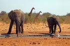 Elephants and giraffes, Etosha, Namibia