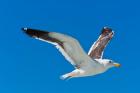Seagull, Walvis Bay, Erongo Region, Namibia.