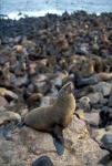 Namibia, Cape Cross Seal Reserve, Fur Seals on shore