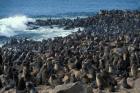 Namibia, Cape Cross Seal Reserve, Group of Fur Seals