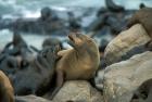 Namibia, Cape Cross Seal Reserve, Two Fur Seals on rocks