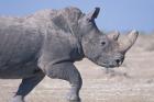 White Rhino Running, Etosha Salt Pan, Etosha National Park, Namibia