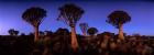 Namibia, Keetmanshoop, Quiver Tree, Kokerboomwoud
