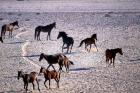 Herd of Wild Horses, Namib Naukluft National Park, Namibia