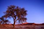 Namibia, Namib Naukluft NP, Sossusvlei desert, Tree