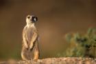 Namibia, Keetmanshoop, Meerkat, mongoose standing up, Namib Desert