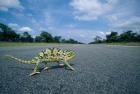 Namibia, Caprivi Strip, Flap-necked Chameleon lizard crossing the road