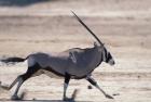 Gemsbok Runs Along Dry Salt Pan, Etosha National Park, Namibia