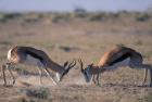 Springbok Sparring, Etosha National Park, Namibia