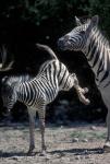Plains Zebra Kicks, Etosha National Park, Namibia