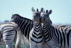 Plains Zebra Side By Side, Etosha National Park, Namibia