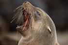 Namibia, Cape Cross Seal Reserve. Close up of Southern Fur Seal
