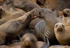 Namibia, Cape Cross Seal Reserve. Group of Southern Fur Seal