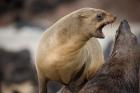 Namibia, Cape Cross Seal Reserve. Southern Fur Seals