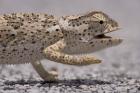 Namibia, Caprivi Strip, Flap Necked Chameleon lizard Head