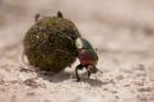 Namibia, Etosha NP, Dung Beetle insect