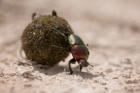 Namibia, Etosha NP, Dung Beetle insect