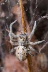 Namibia, Etosha National Park, Spider feeding on moth