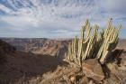 Namibia, Fish River Canyon NP, Cactus succulent