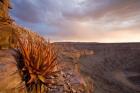 Namibia, Fish River Canyon National Park, desert plant