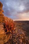 Namibia, Fish River Canyon National Park, close up of adesert plant