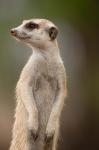 Namibia, Keetmanshoop, Meerkat burrow, Mongoose